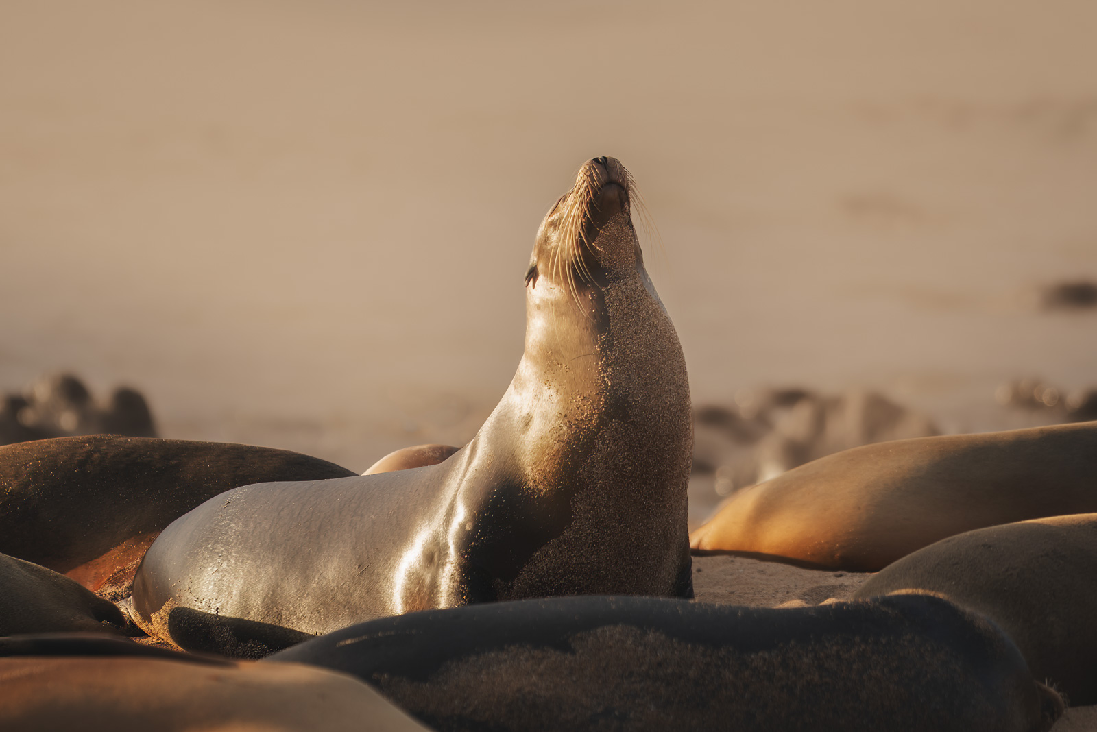 What to Expect on a Galapagos Cruise with HX Hurtigruten Expeditions